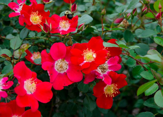 25-Types-of-Flowers-to-Plant-for-Summer-Shrub-Roses